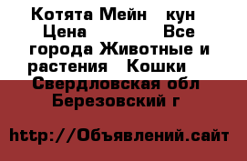 Котята Мейн - кун › Цена ­ 19 000 - Все города Животные и растения » Кошки   . Свердловская обл.,Березовский г.